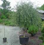 Salix purpurea 'pendula'